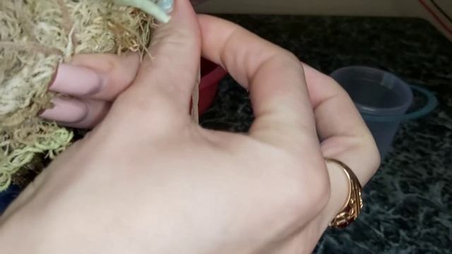 ОРХИДЕЯ в новом Формате Кокедама (КОКЭДАМА)/ Мох, НОСОК и кокедами готова? КАК ВАМ?