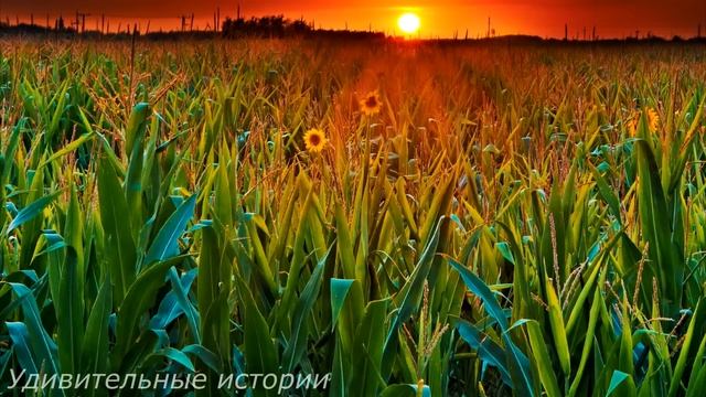 Продав квартиру, Вера поехала выручать мужа. Но когда она увидела его в окне ресторана с любовницей смотреть онлайн