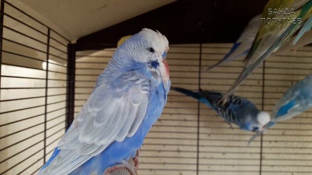 Секреты Умелых Рук