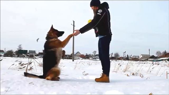 #Дрессировка: учим команду "Зайка" смотреть онлайн