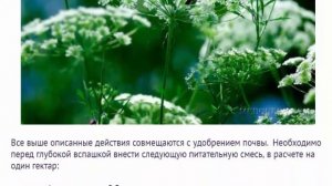 Амми большая