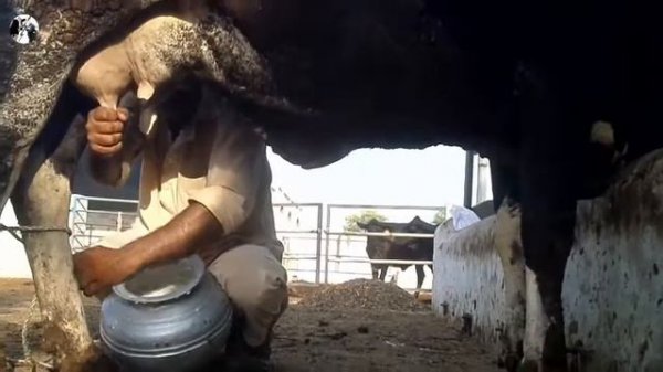 milking cows by hand kids - дойные коровы вручную - how to Milk a Cow - Top Milking Videos
