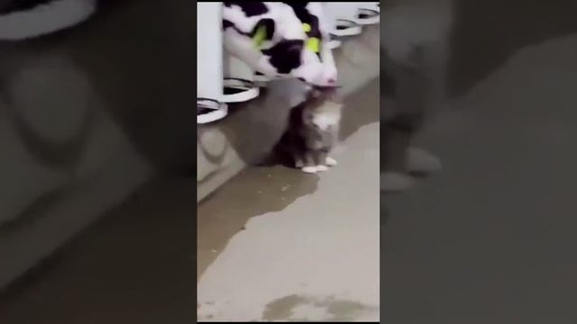 Все любят котиков смотреть онлайн