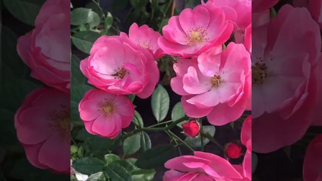 Роза Ангела (Angela) смотреть онлайн