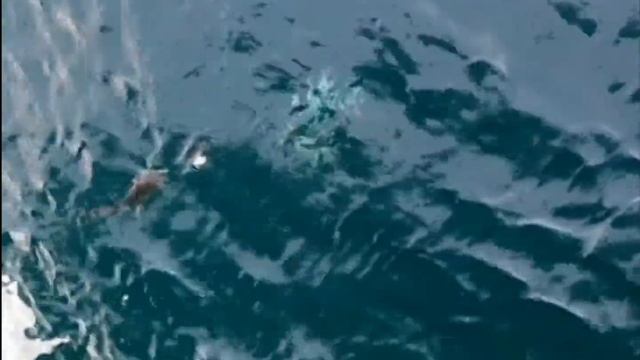 Рыбалка в Охотском море. Западная Камчатка. Глубина 90м. Минтай, камбала, навага. смотреть онлайн