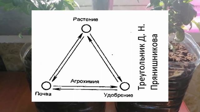 Биогумус и минеральное питание. Что лучше Органика или Минеральное питание для томатов? смотреть онлайн