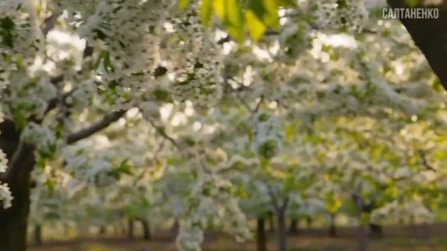 Псалом 13 . Псалом Давида. Молитва , чтобы враги убоялись , ибо Бог в роде праведных . смотреть онлайн