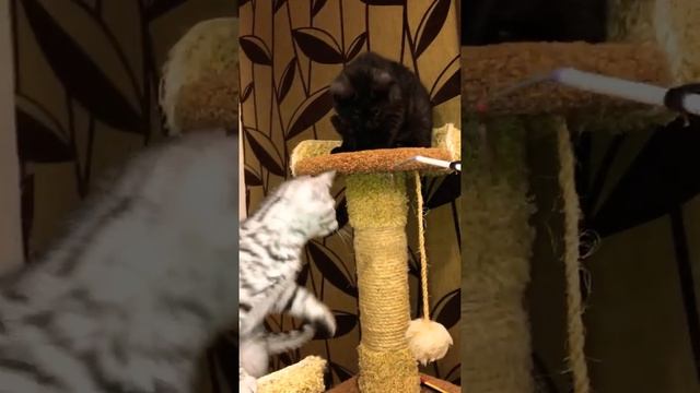 Очень редкий и невероятно красивый окрас британских котята смотреть онлайн