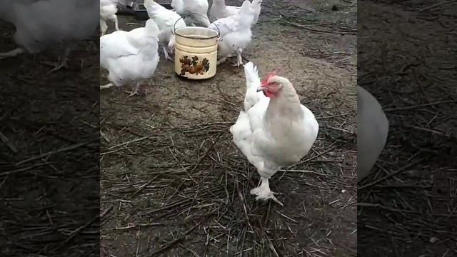 Малин ( Мехеленская кукушка) смотреть онлайн