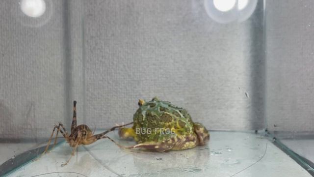 Big and thorny ...fear ... / Pacman frog , African bullfrog【LIVE FEEDING】 смотреть онлайн