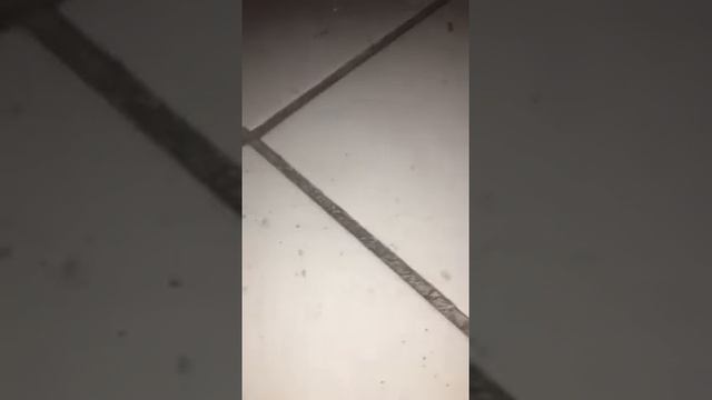 VENDO Placa de Vídeo VGA NVIDIA MSI GTX 1060 Armor OC 6GB DDR5 192Bits GTX 1060 ARMOR 6G OCV1 смотреть онлайн