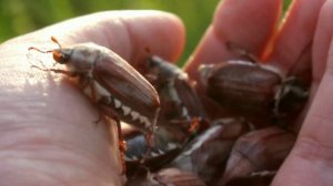 Осторожно, майский жук!