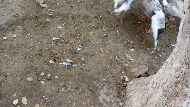 #гусиные бои #ГорьковскийсЕденским смотреть онлайн