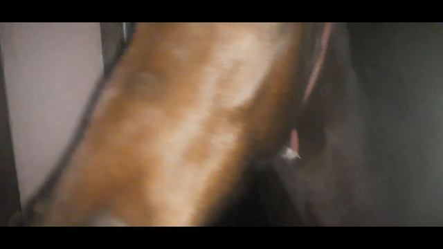 Horses at night / лошади ночью смотреть онлайн