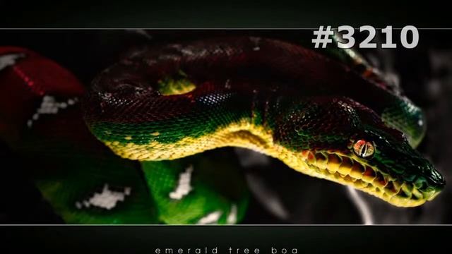 #3210. Змеи, питоны и кобры (В мире животных) смотреть онлайн