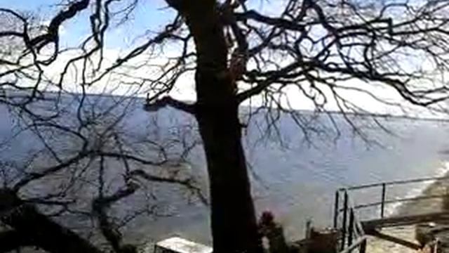 Спил дуба смотреть онлайн