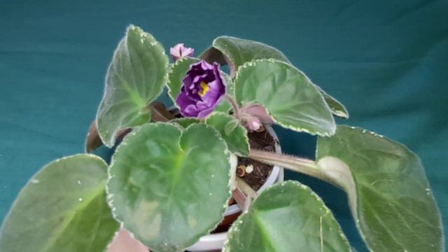 Let's Look In-depth at a NEW AFRICAN VIOLET VARIETY in my Collection -BLACKBERRY JAM!!! смотреть онлайн