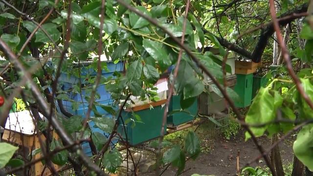 Решение суда по делу пчеловода смотреть онлайн