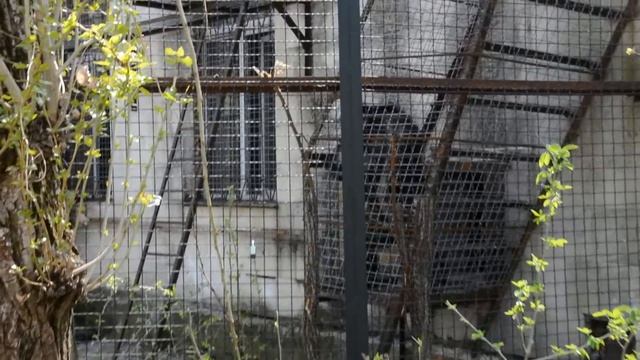 Выпуск шимпанзе из зимнего вольера в летний смотреть онлайн