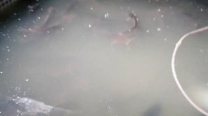 Африканский клариевый сом. Узв без механического фильтра.