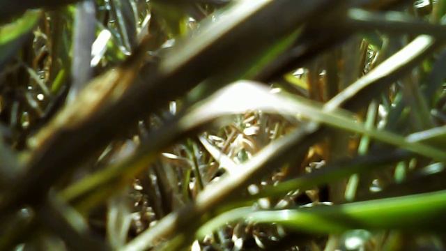 Drone - Fundaça смотреть онлайн