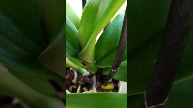 Орхидея Ягуар смотреть онлайн