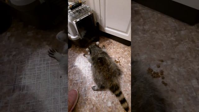 Енот Витюша у меня дома смотреть онлайн