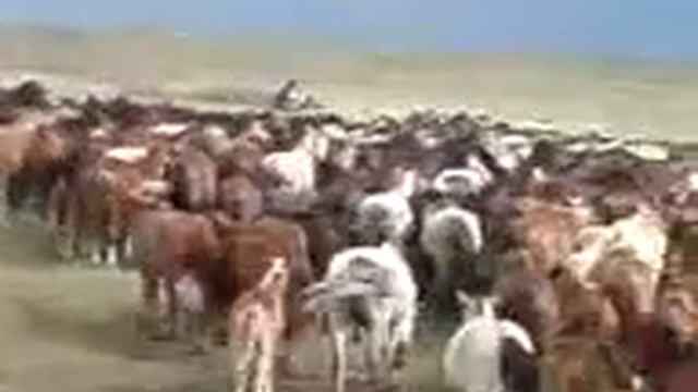 Огромный табун лошадей!!!! смотреть онлайн