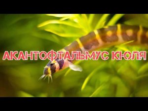 АКАНТОФТАЛЬМУС КЮЛЯ. СОДЕРЖАНИЕ В АКВАРИУМЕ