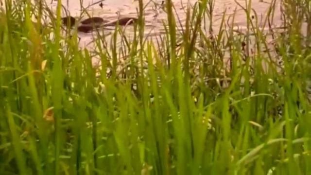 Fishing На рыбалке Купание выдр Трофейный лещ Пока ждёшь поклёвки смотреть онлайн