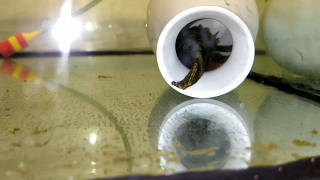 СУПЕР новости с разводни, нерест Тернеции в общем аквариуме, Анциструсы отнерестились УРА смотреть онлайн