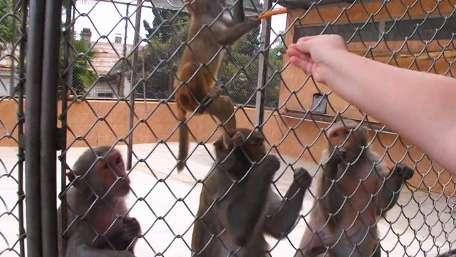 Сухумский обезьянник. Сухум. Отдых в Абхазии.