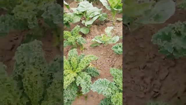 Капуста Коле или листовая опыт выращивания смотреть онлайн