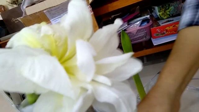 สี่ทิศดอกซ้อน สองสี смотреть онлайн