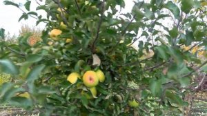 Сочетание наилучших данных устойчивости и урожайности / Яблоня ГОЛД РАШ