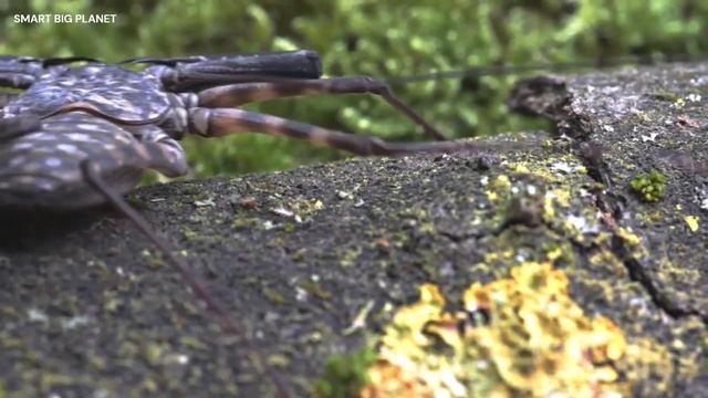 ФРИНЫ: СУЩЕСТВА ИЗ ВАШИХ КОШМАРОВ смотреть онлайн