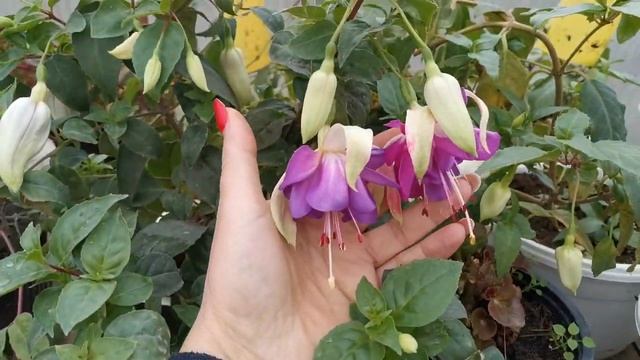 Теплица в ноябре смотреть онлайн