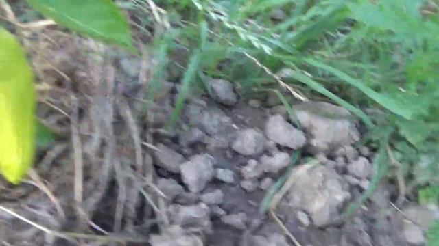 Архивные видео. "Мой первый опыт огородника"   '21. смотреть онлайн