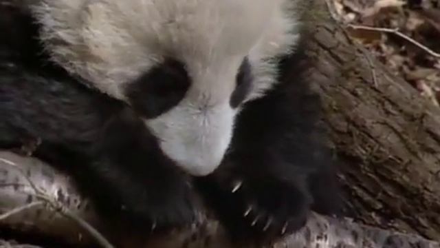[ A]Giant Pandas, The Last Refuge || Full Documentary with subtitles смотреть онлайн