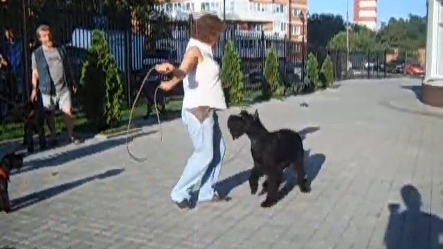 Цверг и ризен прыгают через скакалку| Дрессировка собак смотреть онлайн