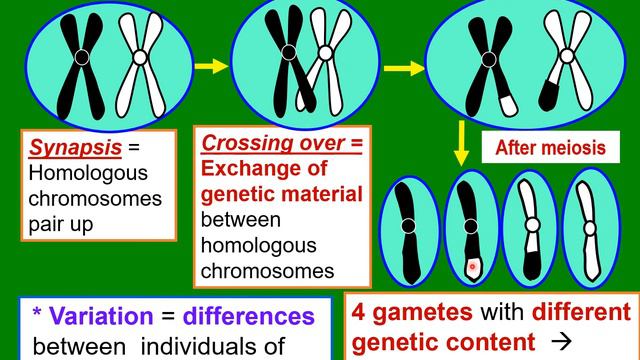 SPM Biology Form 4 KSSM Chapter 6 (6.3) PROCESS OF MEIOSIS смотреть онлайн