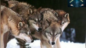 Бурилар хакида сиз билмаган фактлар. Burilar tarifi.