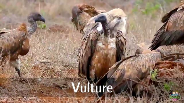 Birds For Children With Pronunciation (and With Videos)