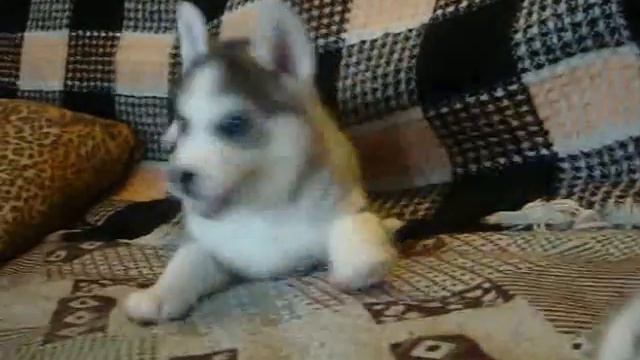 Мои голубоглазые щеночки хаски смотреть онлайн