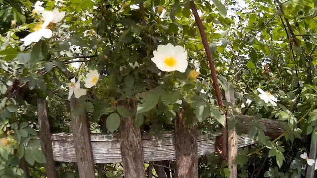 Weiße Blüten смотреть онлайн