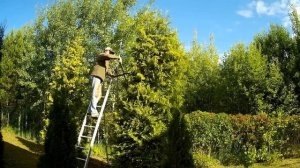 Зачем стричь тую?  Туя западная Брабант.