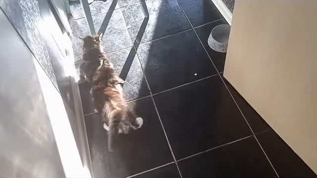 А у нас котята Мейкунята!!!!! смотреть онлайн