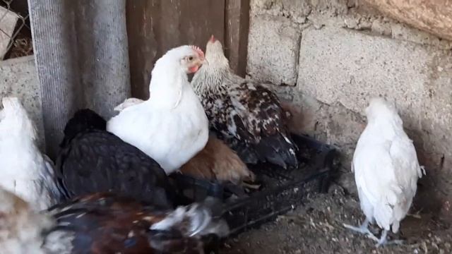 Эксперимент Фавероль#Продолжение смотреть онлайн