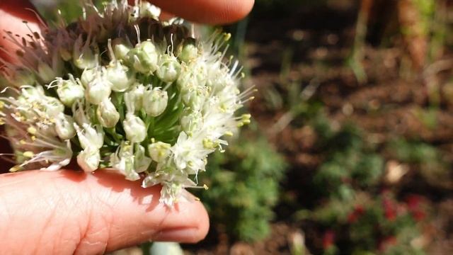 ? Haz tus SEMILLAS de Cebollas Orgánicas (sin QUÍMICOS) ➤ desde Cebollas compradas en el Mercado смотреть онлайн