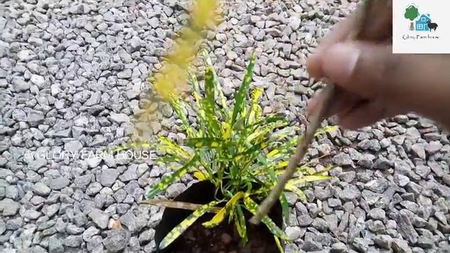 Croton Plant Care in Malayalam| ക്രോട്ടൺ അലങ്കാരച്ചെടികൾ | Glory Farm House смотреть онлайн